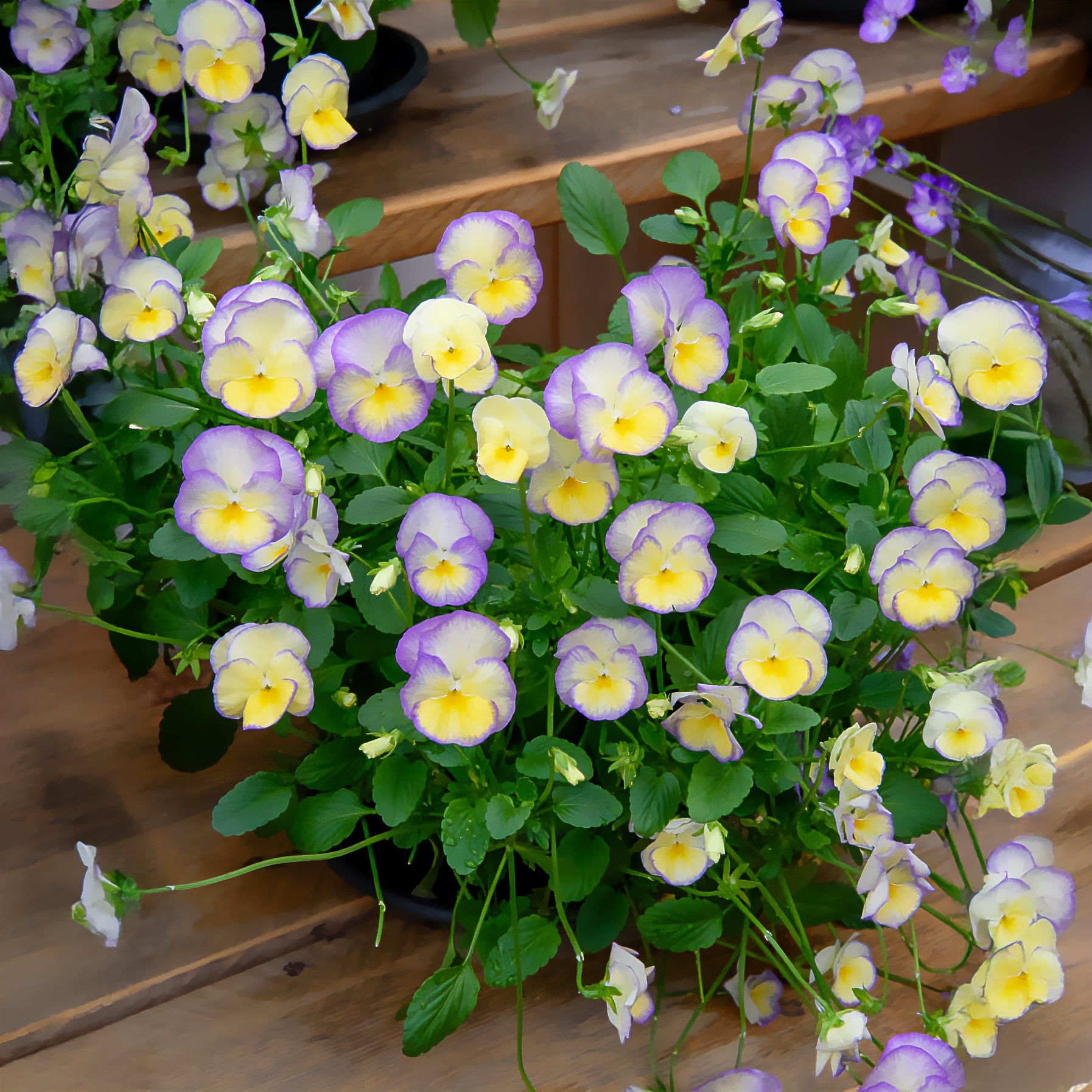 Bakker Viola Etain violette cornue jaune 3 pots Ø 9cm