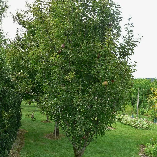 Bakker Poirier Cannelle arbre fruitier pot 3L 80-100cm