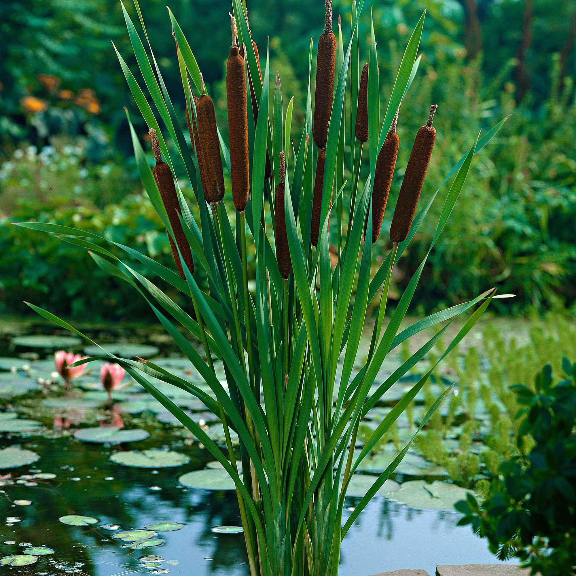 Bakker Massette feuilles étroites plante bassin pot Ø9cm