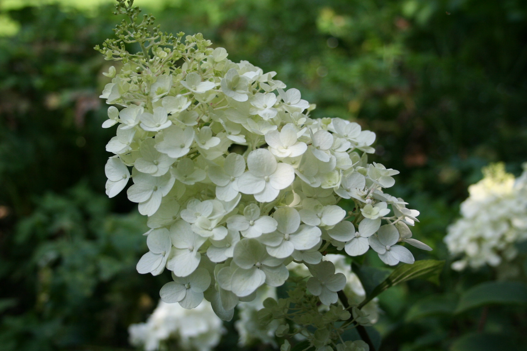Les Hortensias du Haut Bois Silver Dollar hortensia paniculata