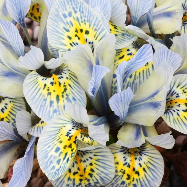 Bakker Iris Katherine Hodgkin 10 bulbes bleu
