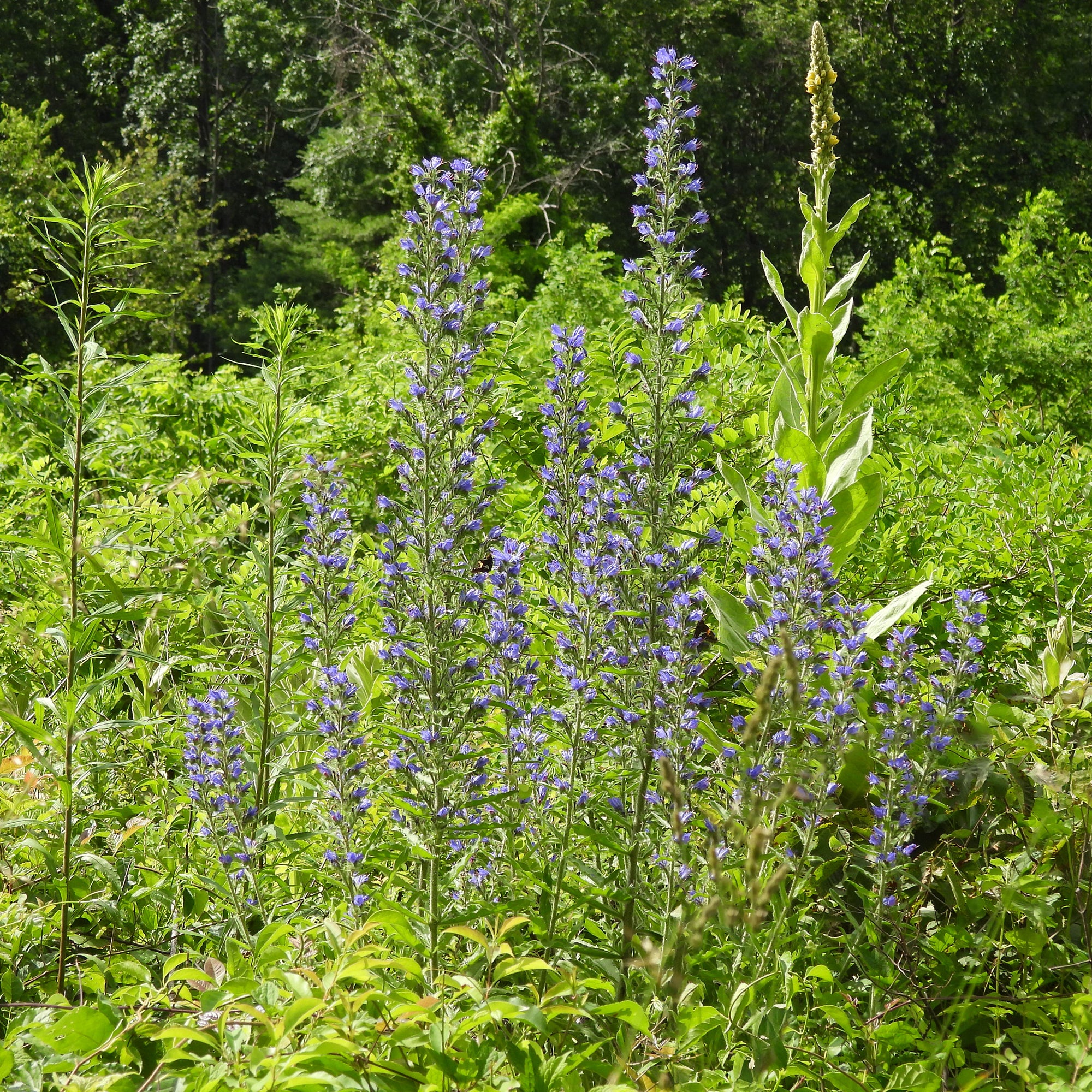 Bakker Vipérine commune plante vivace bleue pot 9cm