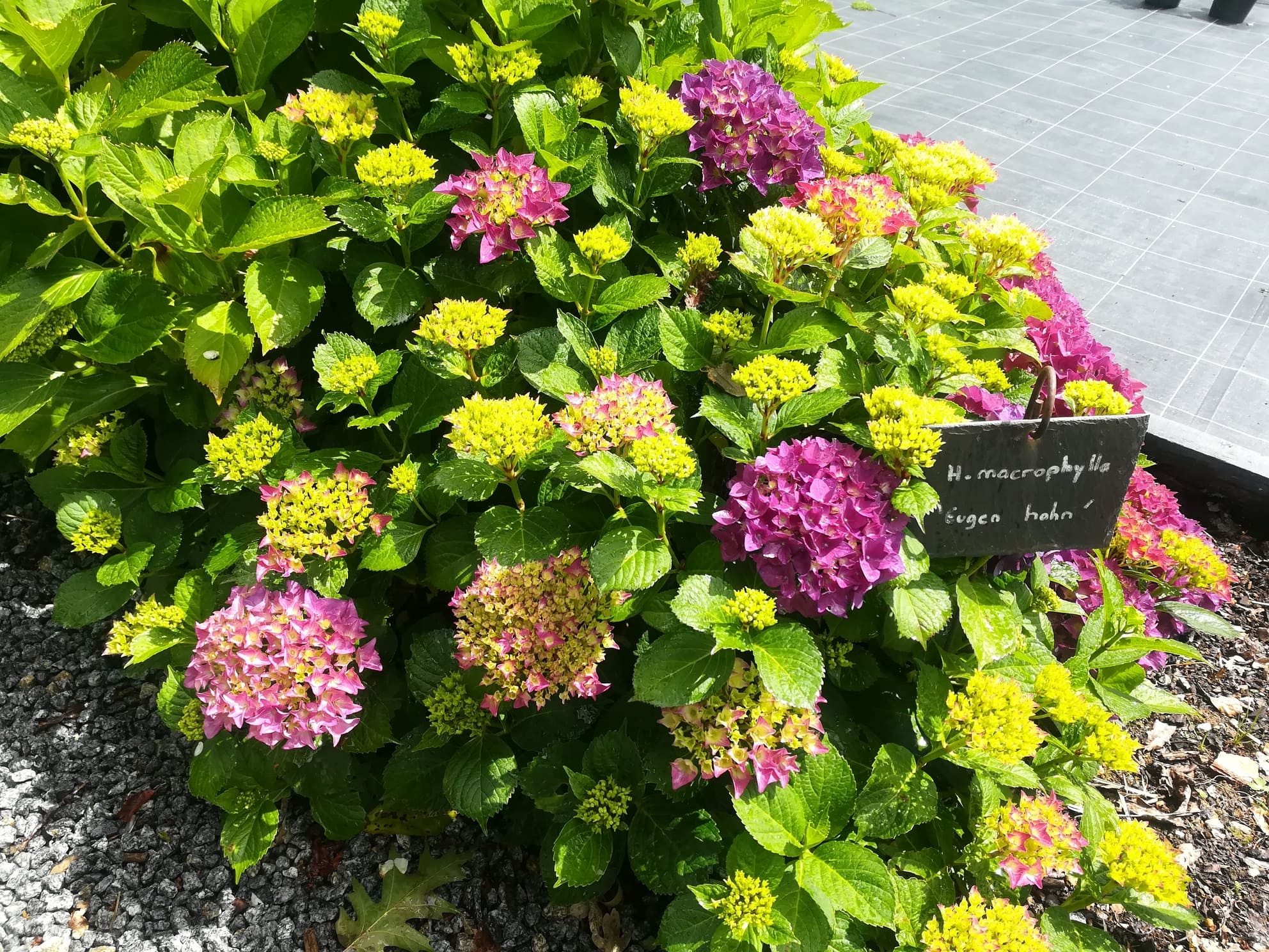Hydrangea macrophylla Eugen Hahn hortensia rondes rouge godet