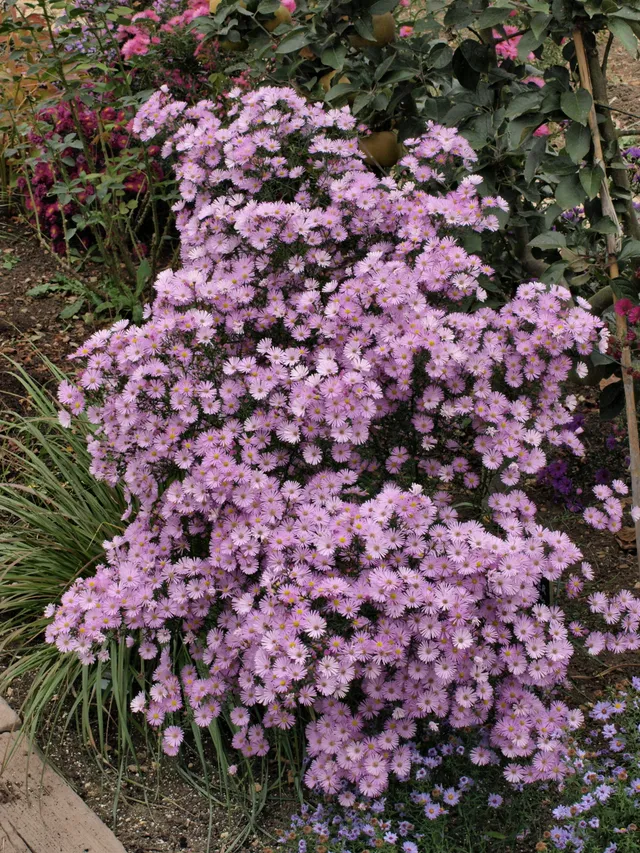 Passion Vivaces Aster ericoides Pink Spray vivace rose soutenu godet