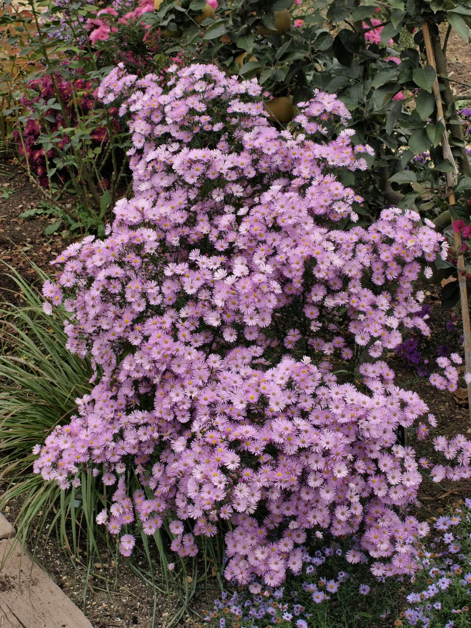 Passion Vivaces Aster ericoides Pink Spray vivace rose soutenu godet