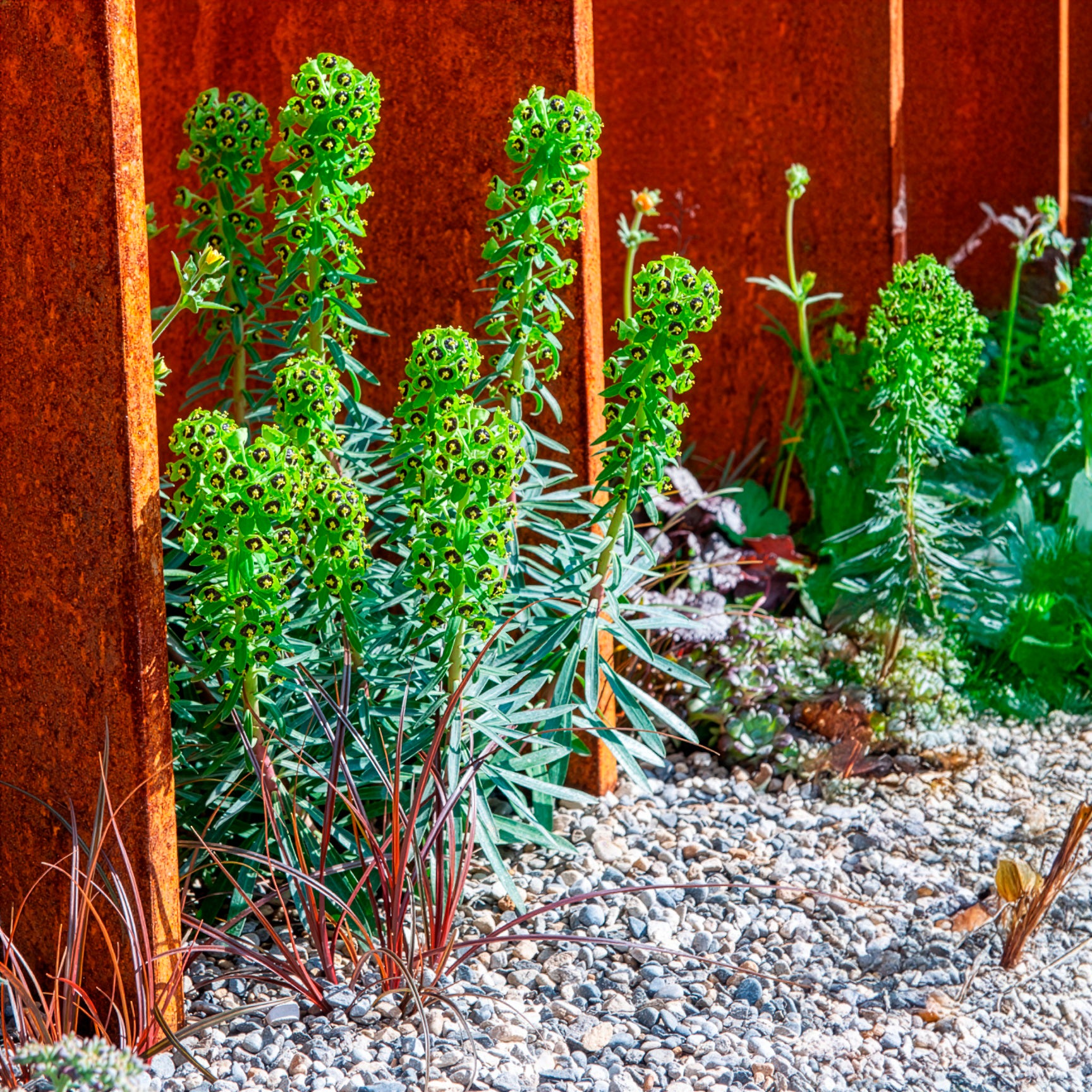 Bakker Euphorbe characias Black Pearl plante pot 9cm