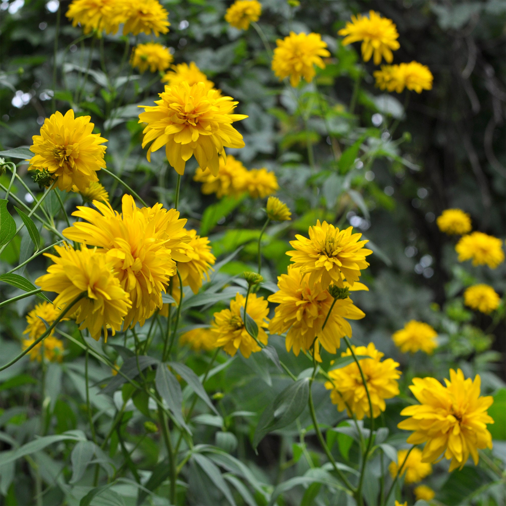 Bakker Rudbeckia Goldquelle plante vivace pot 9cm jaune double