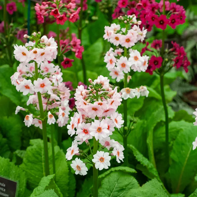 Bakker Primevère Apple Blossom vivace pot Ø9cm rose