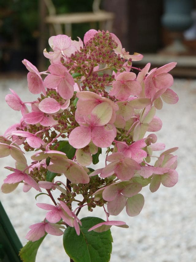Les Hortensias du Haut Bois Wim's Red hortensia paniculata rouge
