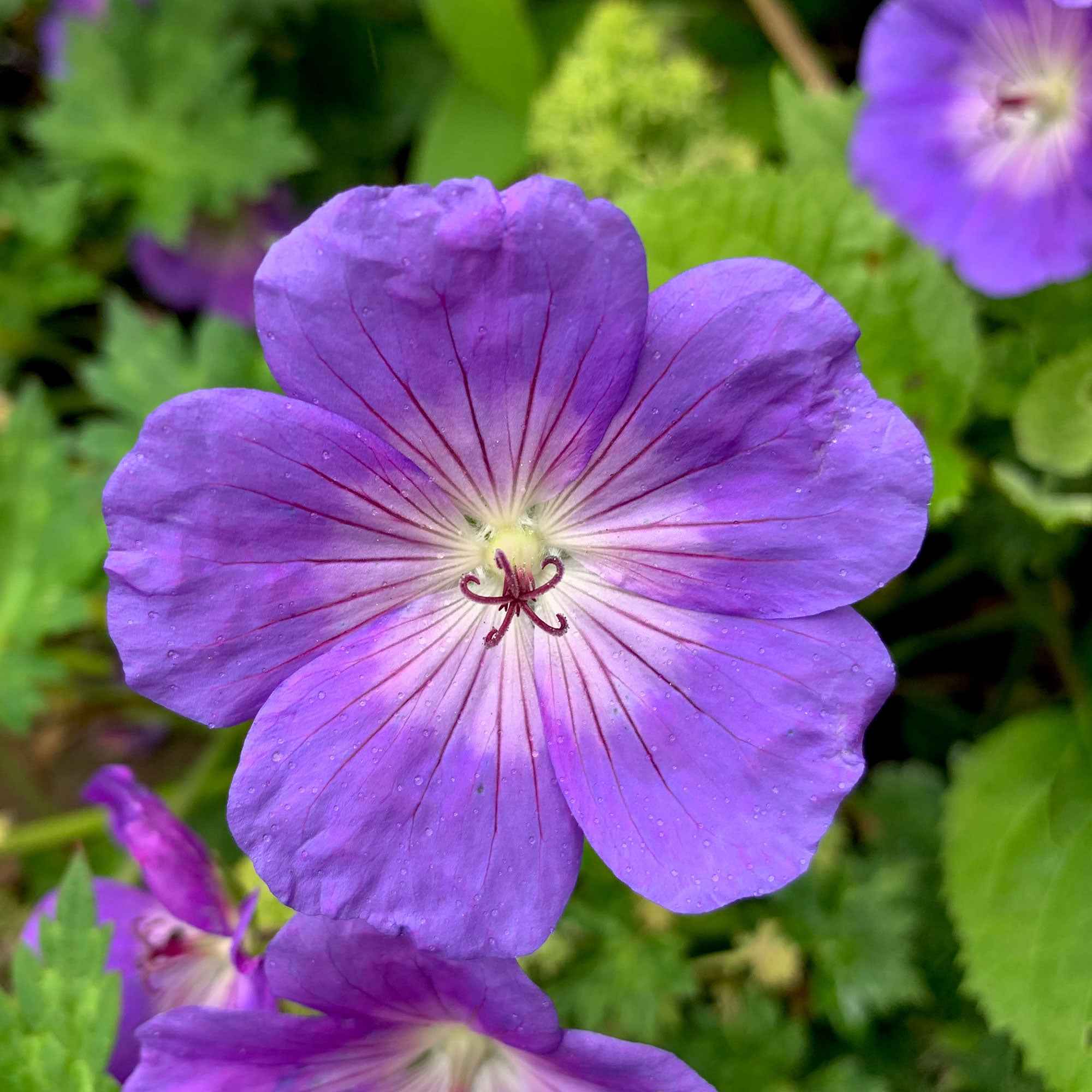Bakker Rozanne géranium vivace pot 9cm violet floraison longue