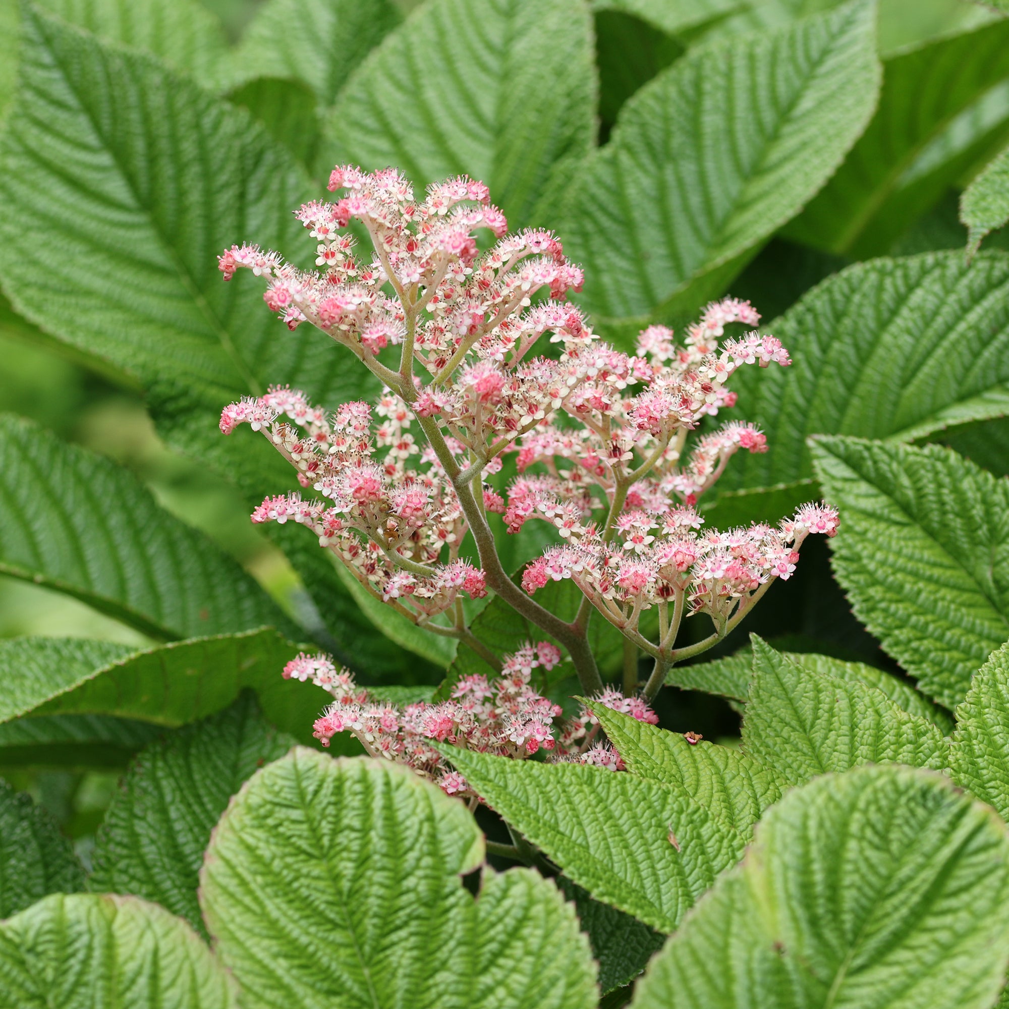 Bakker Rodgersia marronnier vivace pot Ø 9cm ombre humide