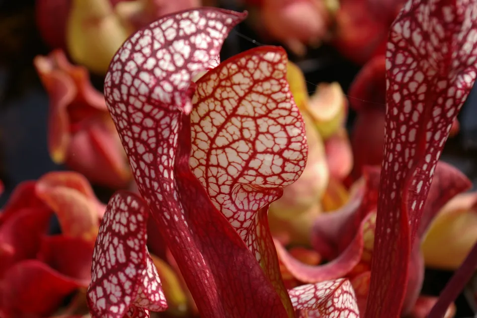 Carniflore Sarracenia Scarlet Belle plante carnivore 1 point pot 11