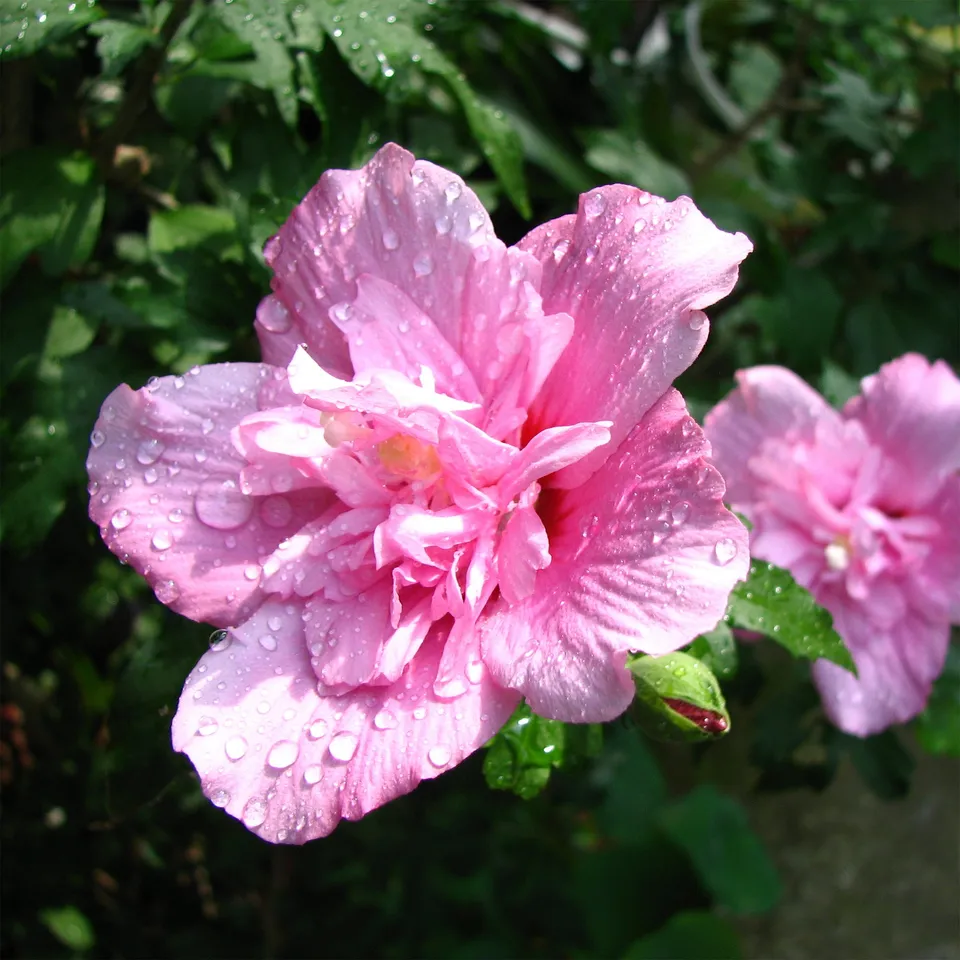 Bakker Hibiscus Ardens althéa rose pot 3L 40-50cm