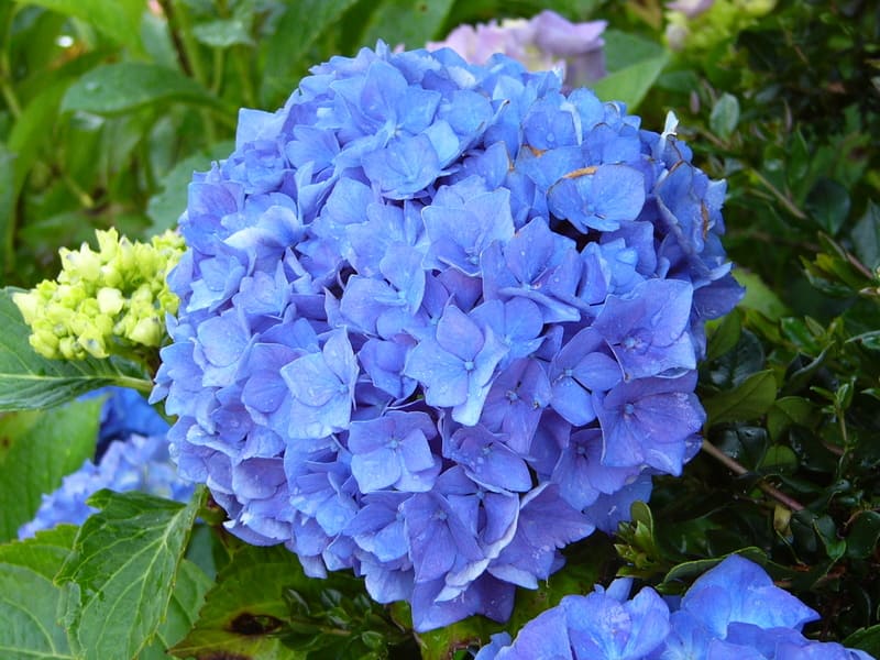 Les Hortensias du Haut Bois Adria hortensia boule rouge godet