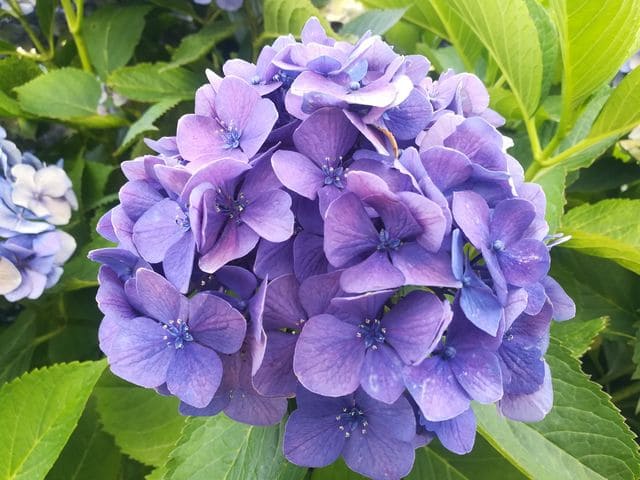 Les Hortensias du Haut Bois Souvenir Mme Chautard hortensia boule