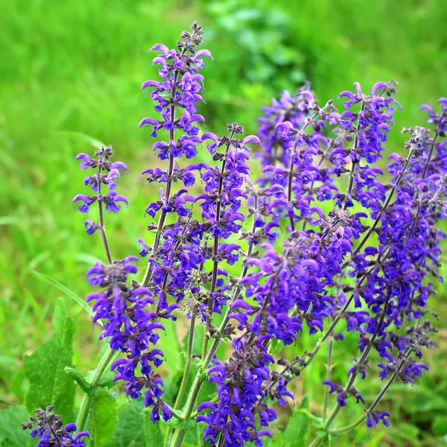 Bakker Sauge des prés violette vivace pot Ø 9 cm