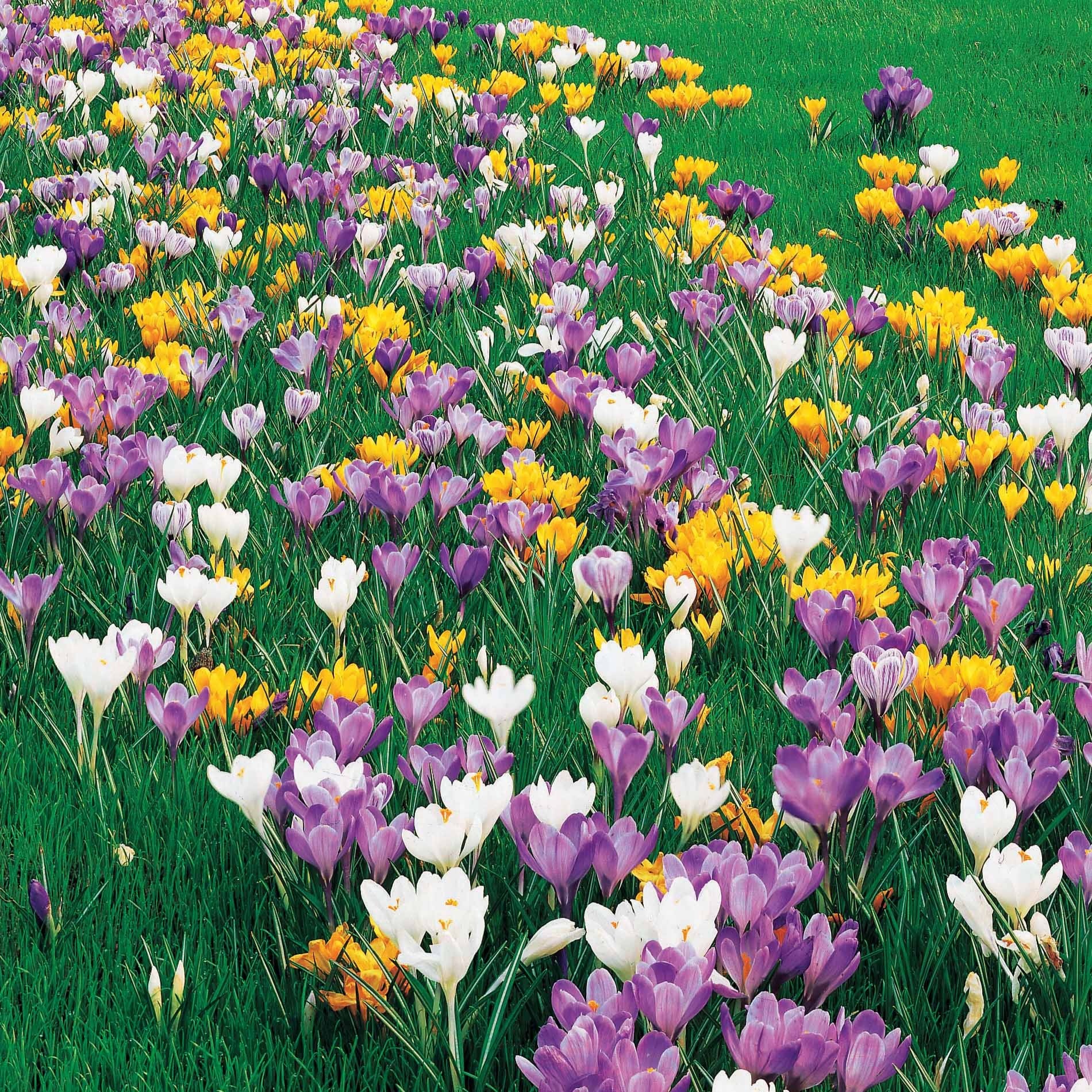 Bakker Crocus grosses fleurs bulbes sachet 100 mélange