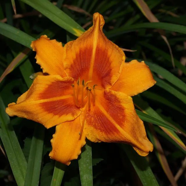 Passion Vivaces Hemerocallis Polka Time plante vivace pot 1L orange