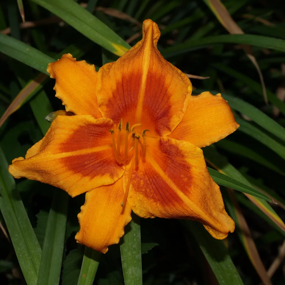Passion Vivaces Hemerocallis Polka Time plante vivace pot 1L orange