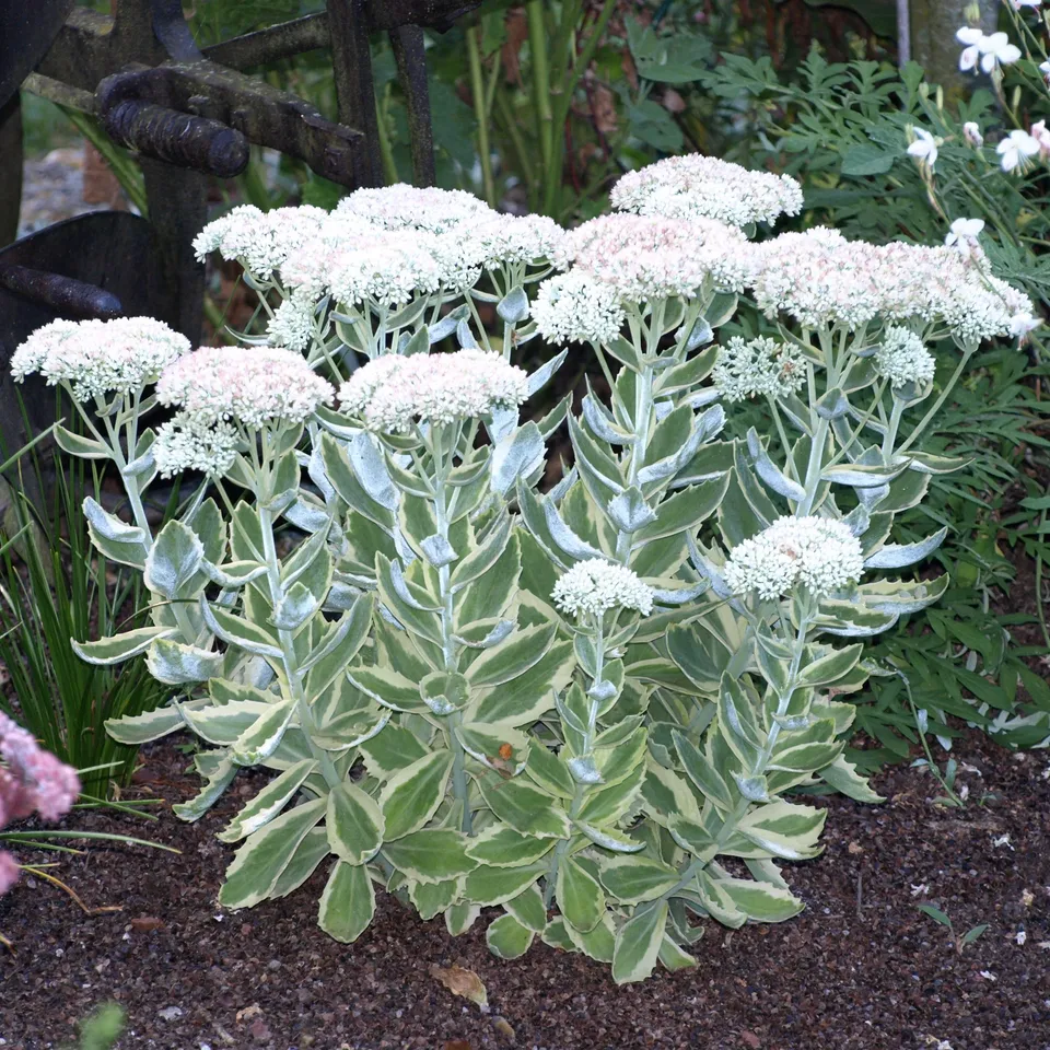 Passion Vivaces Sedum Frosty Morn orpin pot 1L panaché