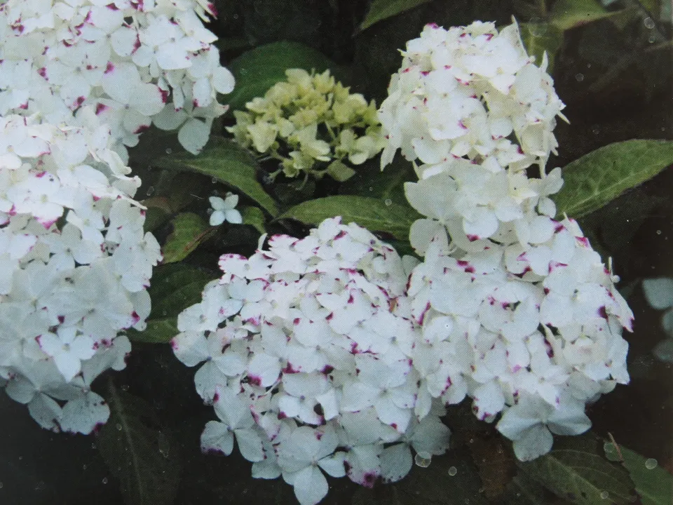 Les Hortensias du Haut Bois Warabe hortensia serrata godet
