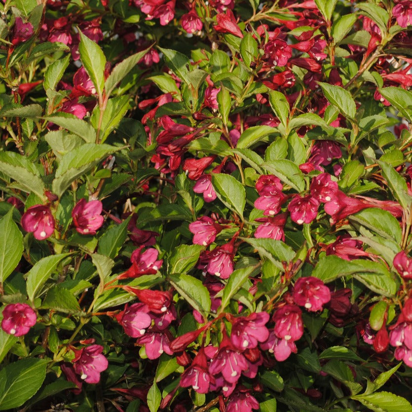 Bakker Weigela Bristol Ruby Fuchsia Pot 1,5L 30-40cm