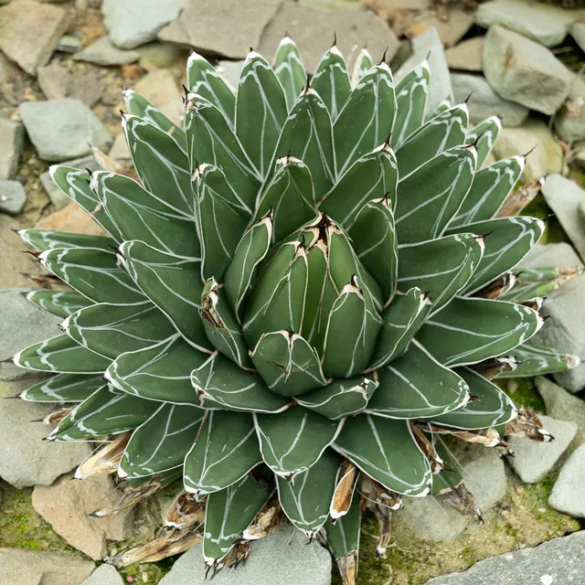 Bakker Agave Reine Victoria plante succulente pot Ø 11cm rocaille