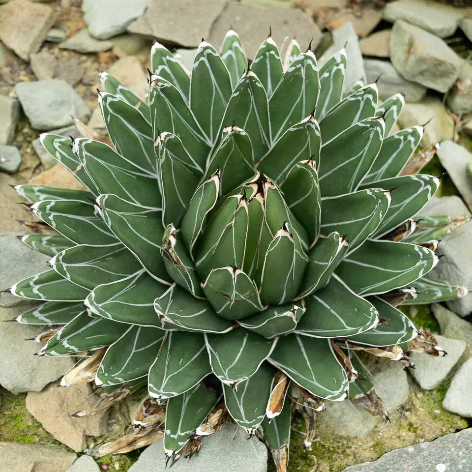Bakker Agave Reine Victoria plante succulente pot Ø 11cm rocaille