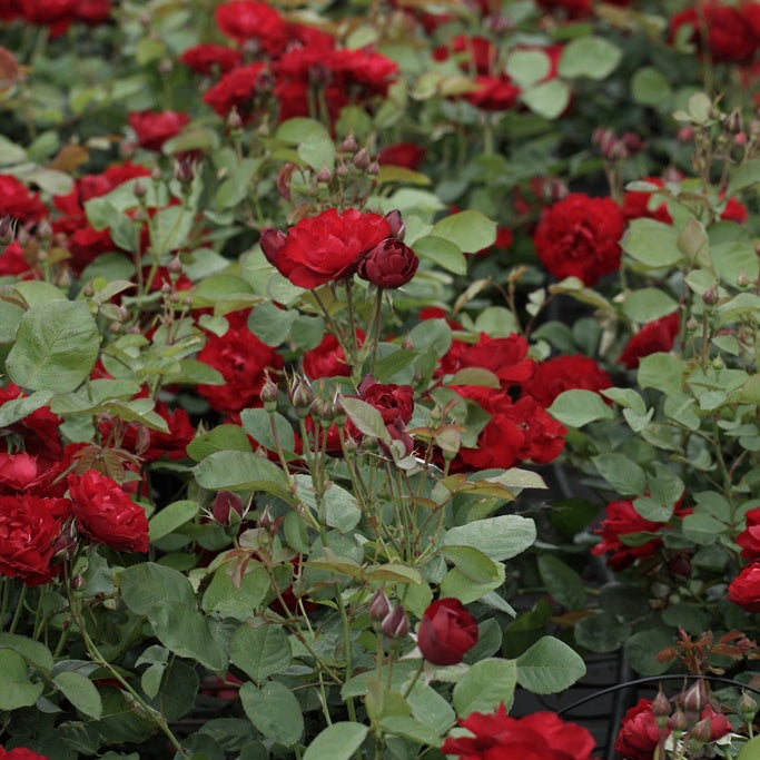 Bakker Rosier Lili Marlène rosier rouge pot 3L remontant