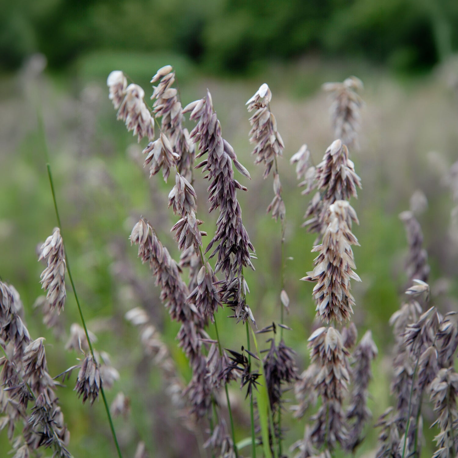 Bakker Mélique pourpre graminée violette pot Ø 9cm persistant