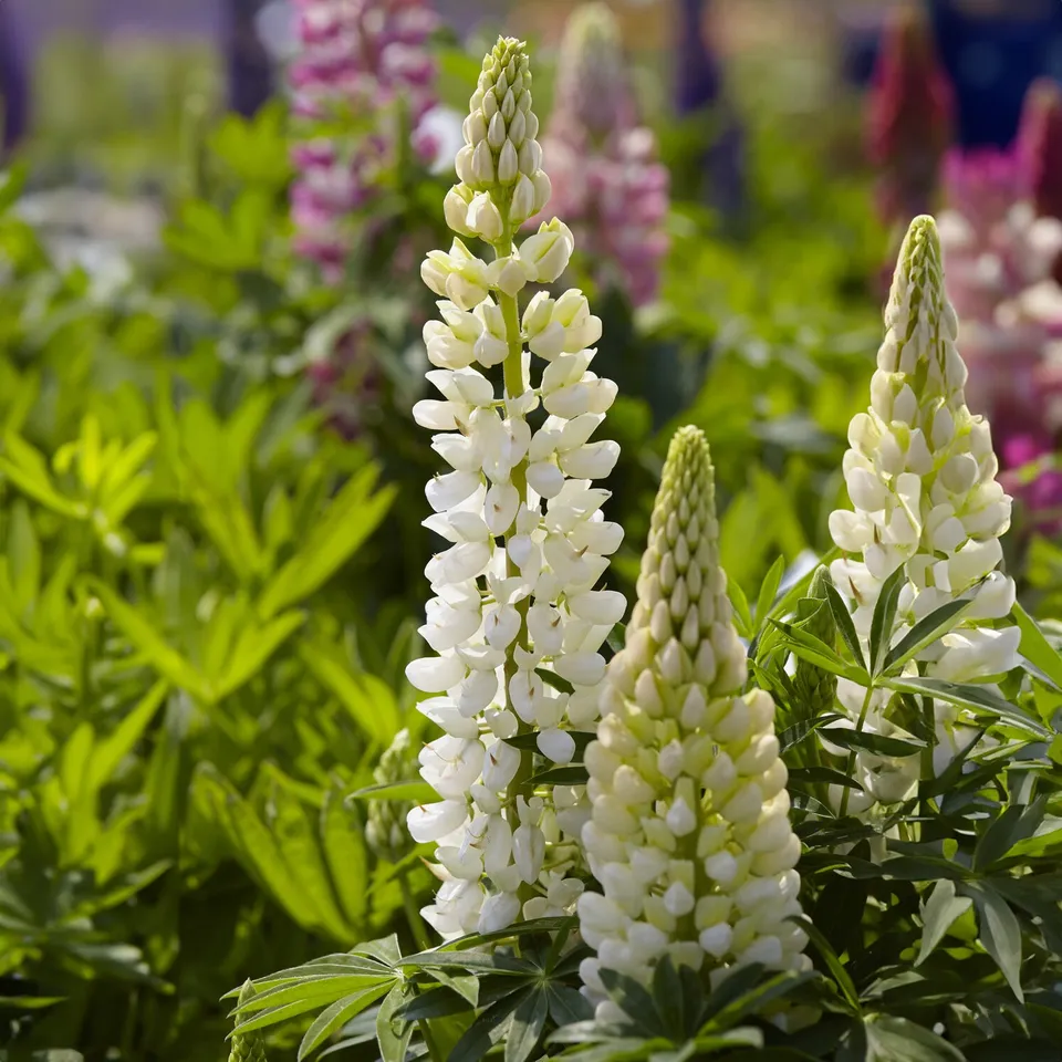 Bakker Plantes vivaces Gallery White lupin pot 9 cm blanc