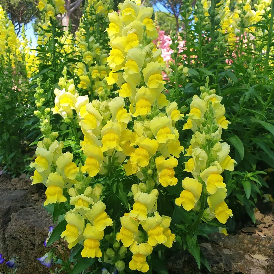 Bakker Muflier jaune pot Ø10,5cm annuelle 35cm