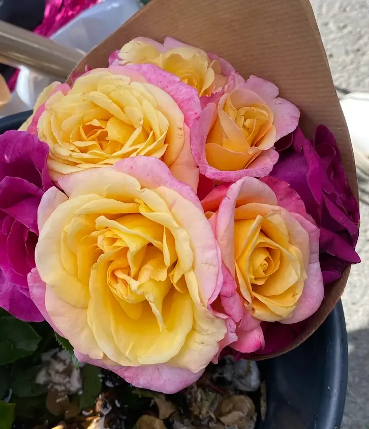 Michel Adam Catherine Laborde rosier jaune parfumé
