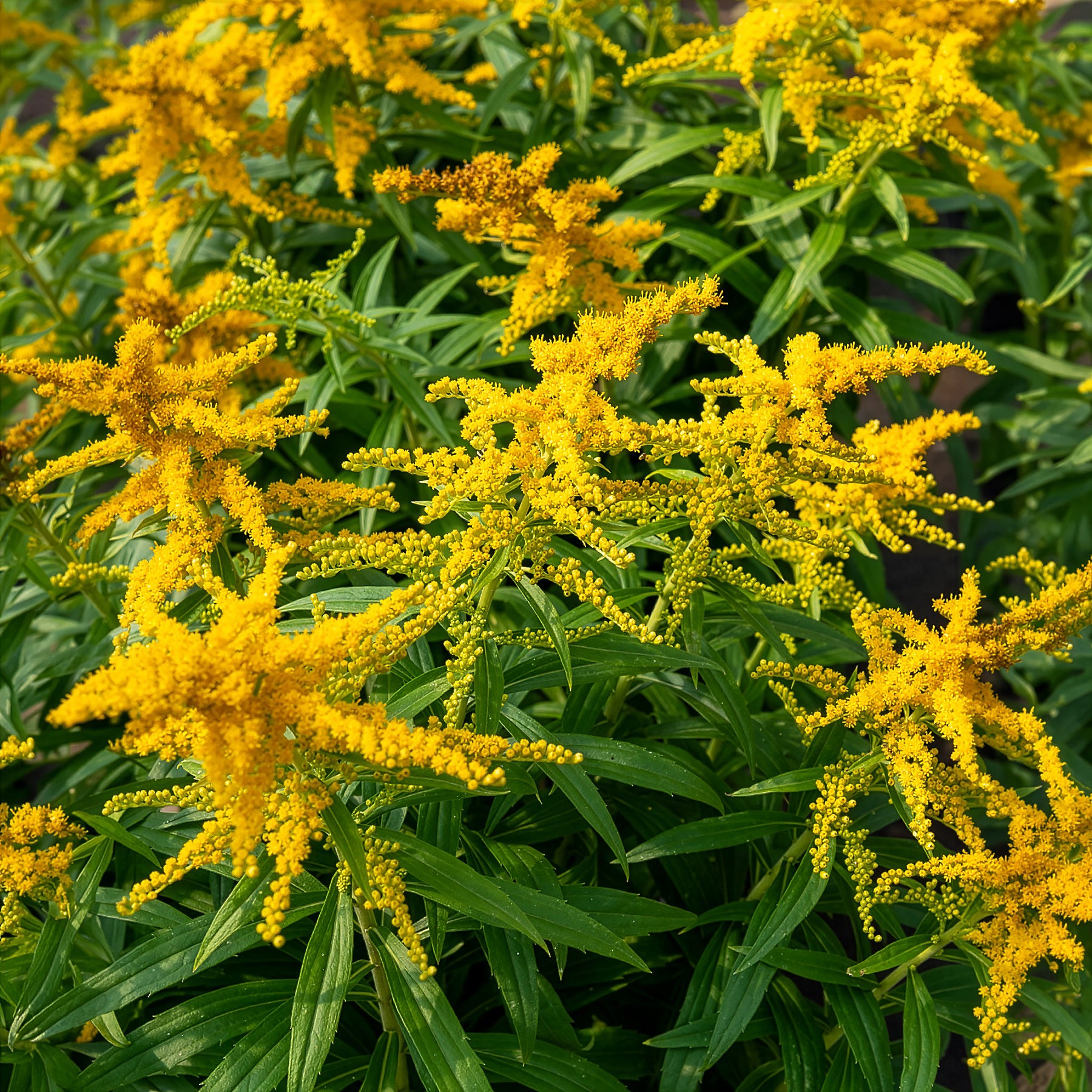 Bakker Solidago Golden Dwarf vivace pot 9cm jaune