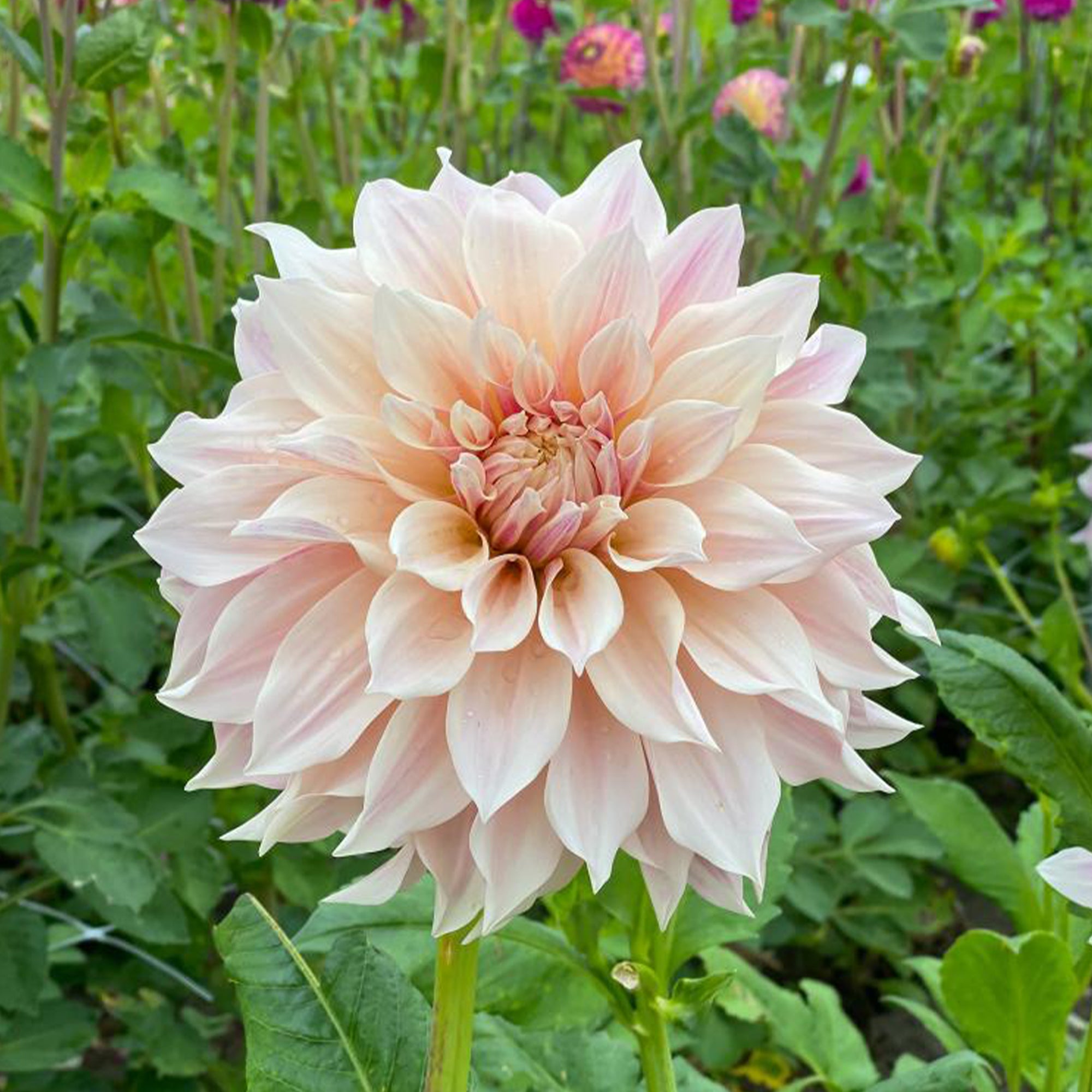Bakker Dahlia Café au lait bulbes sachet 3 calibre I