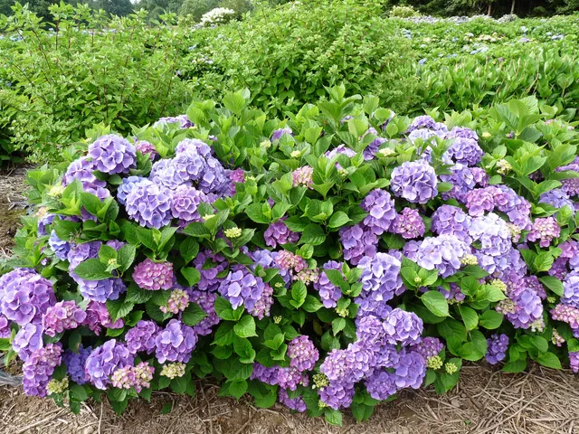 Les Hortensias du Haut Bois Wildenstein hortensia boule godet