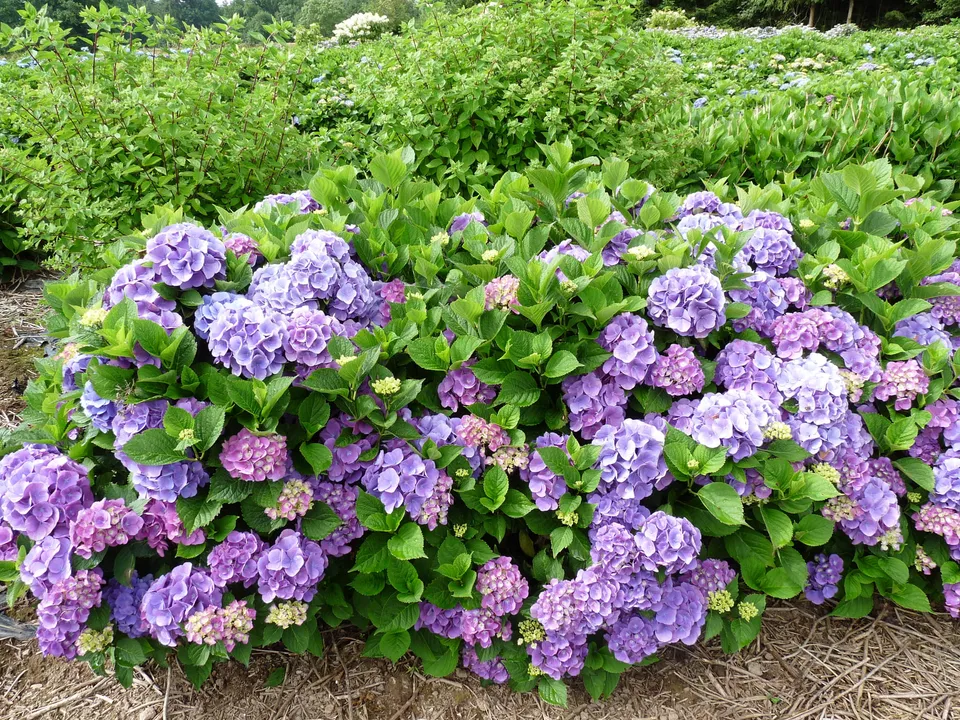 Les Hortensias du Haut Bois Wildenstein hortensia boule godet