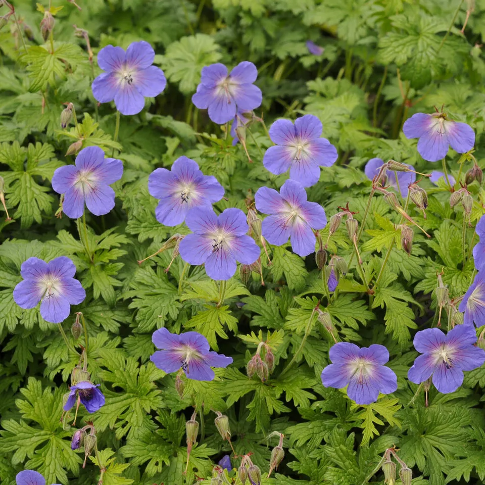 Bakker Géranium Himalaya Gravetye vivace violet pot 9cm