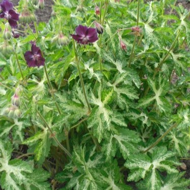 Passion Vivaces GERANIUM phaeum Lisa géranium pot 1 L violet ombre