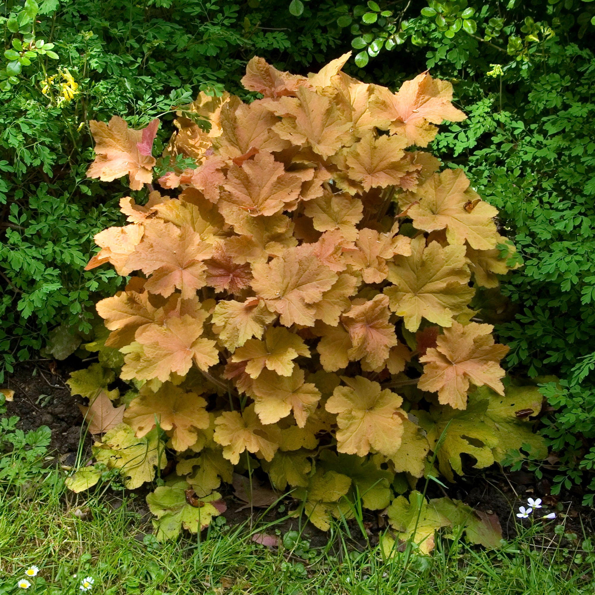 Bakker Heuchère Caramel plante vivace pot 9cm caramel