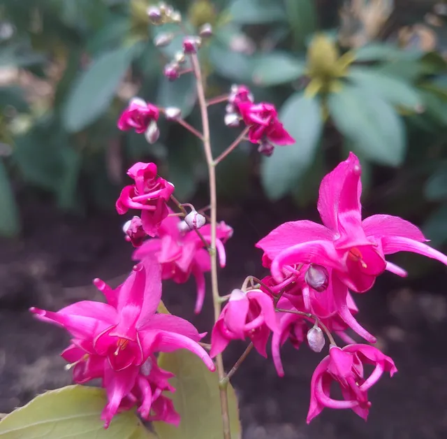 Passion Vivaces Epimedium Royal Purple fleur des elfes pot 1L