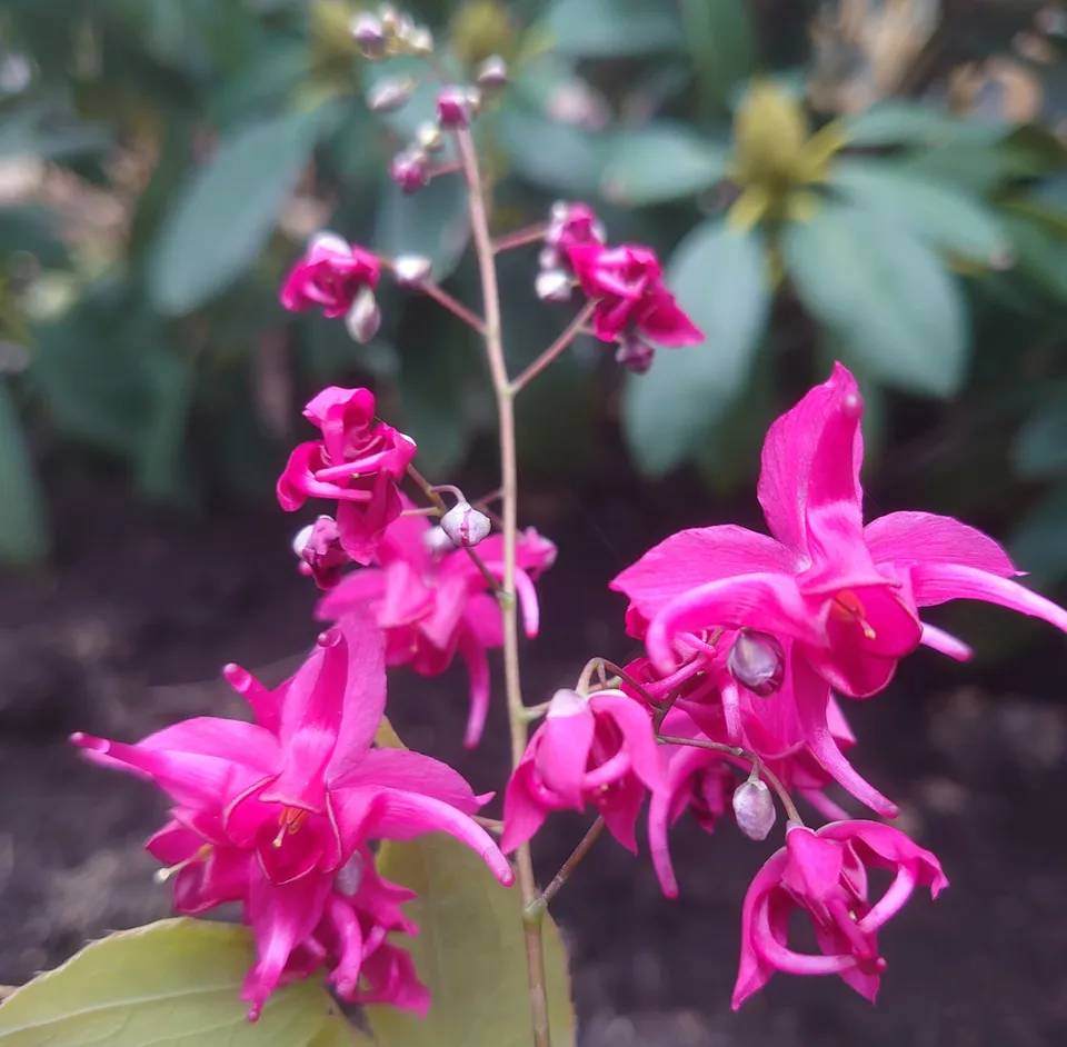 Passion Vivaces Epimedium Royal Purple fleur des elfes pot 1L