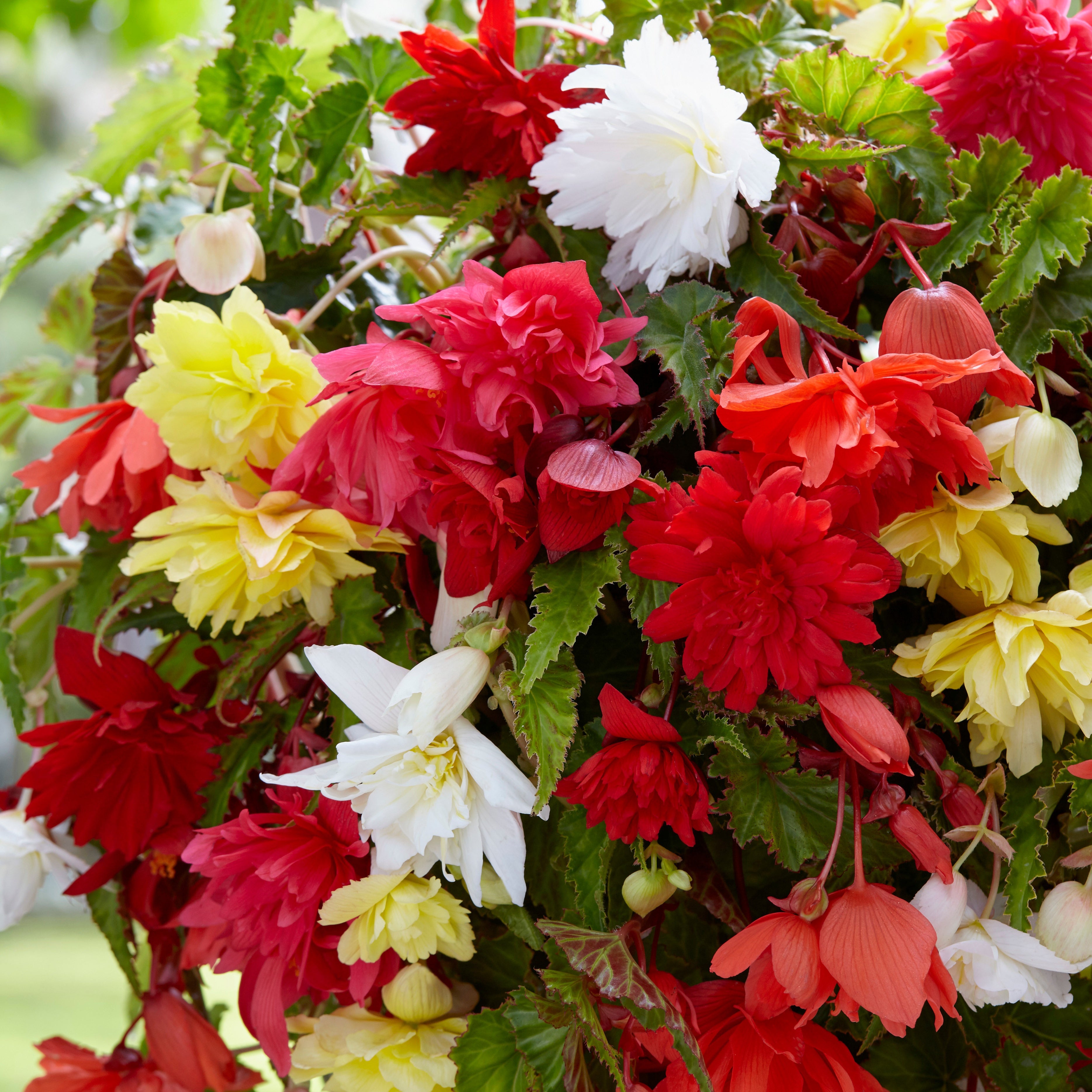 Bakker Bégonias Pendula mélange sachet 10 bulbes 3-4cm