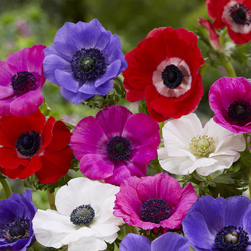 Bakker Running Wild bulbes fleurs sachet 100 mélange naturalisé
