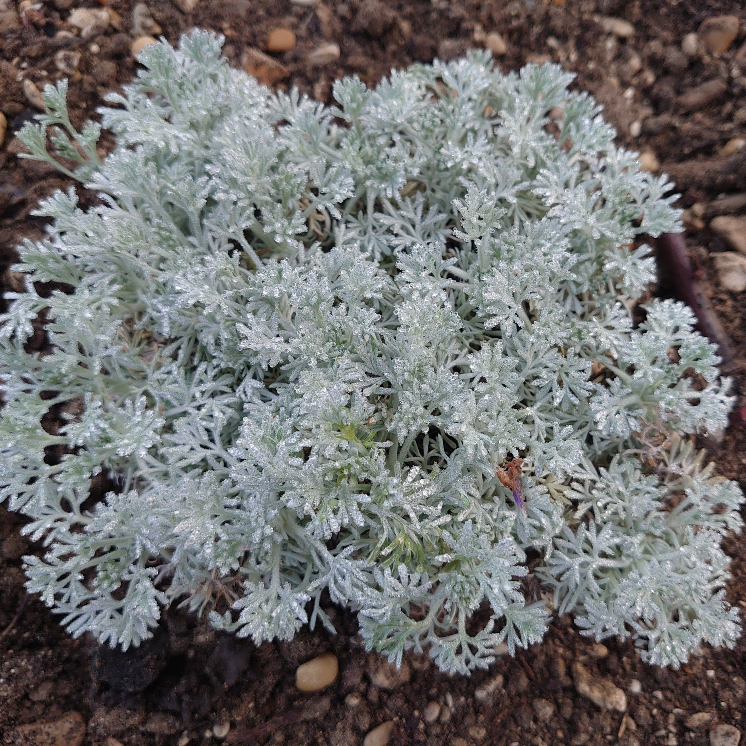 Passion Vivaces Artemisia lanata armoise couvre-sol pot 1L
