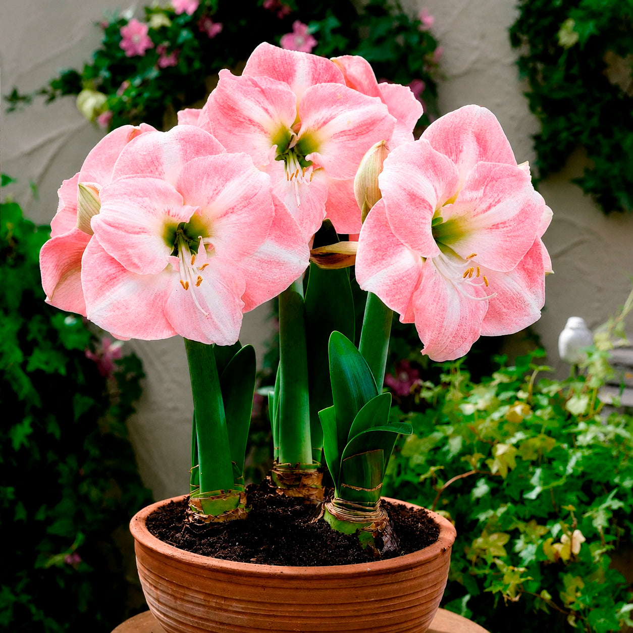 Bakker Amaryllis Angélique bulbe 28-30 cm fleur double