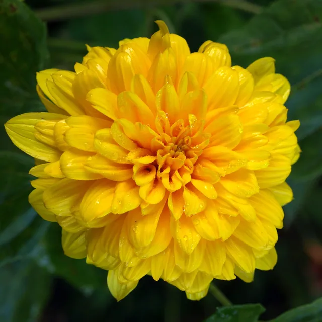 Passion Vivaces Helianthus decapetalus Golden Ball plante godet jaune
