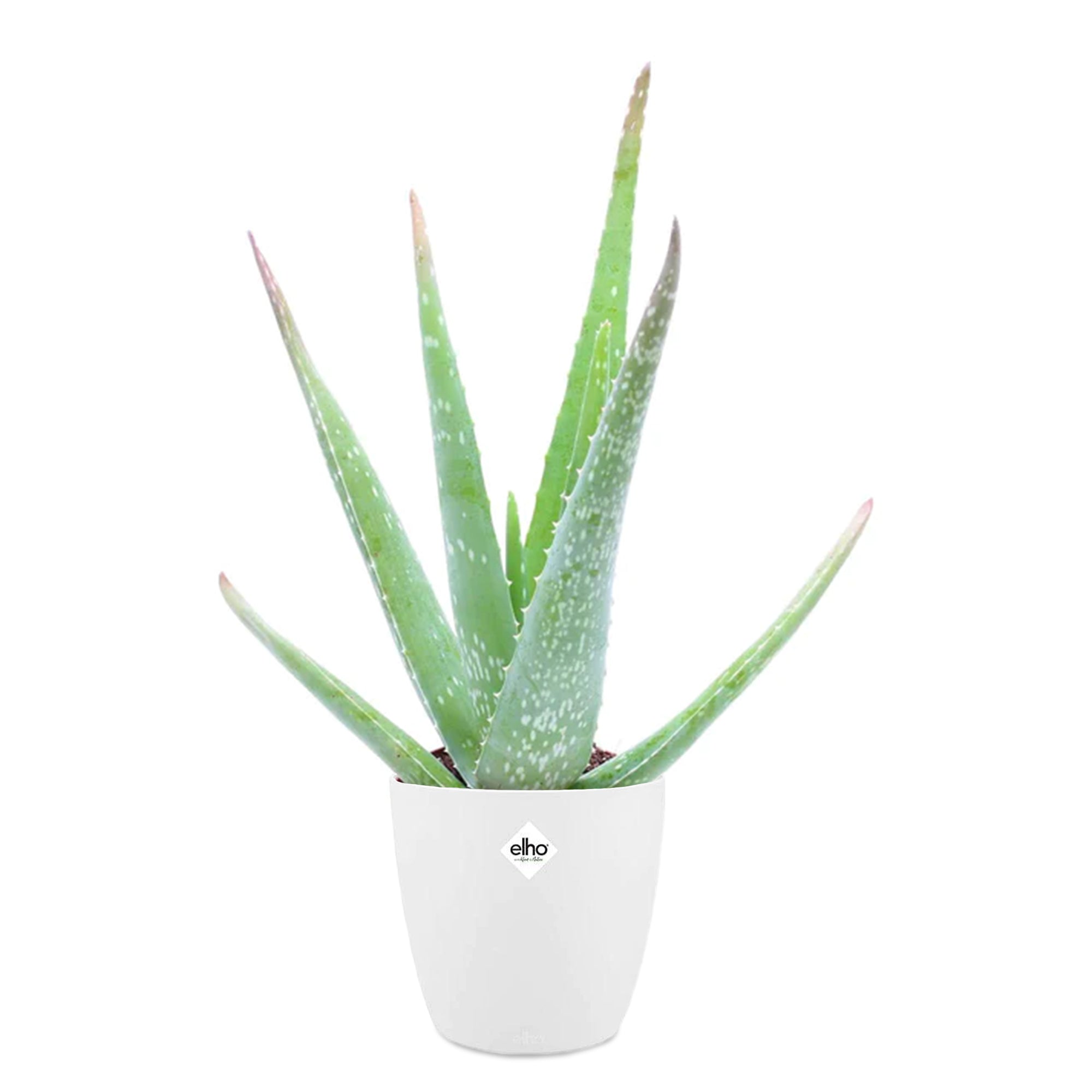 Bakker Aloe vera plante verte 2 pots 14cm blanc 40cm