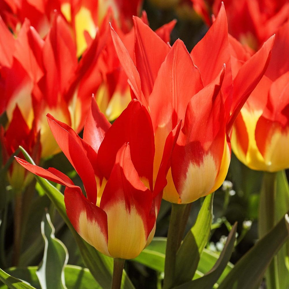 Bakker Tulipe Flames Mystery 5 bulbes rouge fosteriana mars