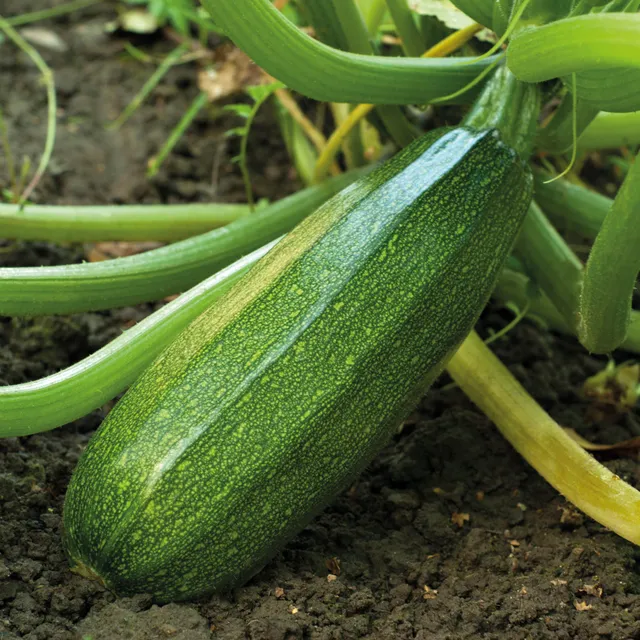 Bakker Courgette verte non coureuse sachet 3g 15 graines